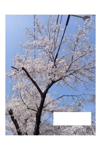 植田の桜のトンネル
