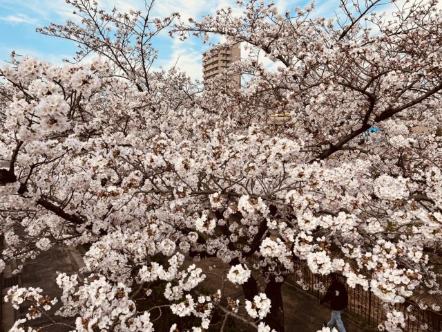 桜、満開！