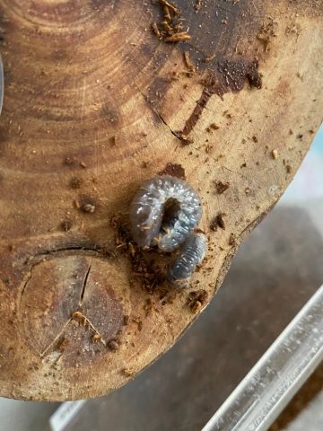 カブトムシが〜(￣◇￣;)